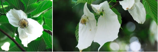 ハンカチの木の花